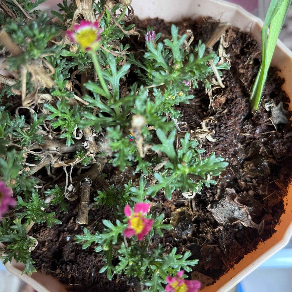 El poliacrilato de potasio salva a las plantas de la sequía